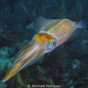 Caribbean Squid, Vieques, P.R. by Abimael Márquez 